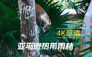 4K超清臻享，带你身临其境的体验亚马逊热带雨林动物的奇妙时刻！