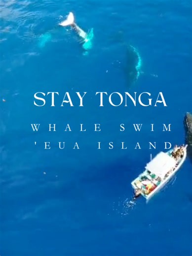 The Mother Island calls all Wanderers to Her Kingdom 🌌✨️ #kingdomoftonga🇹🇴 #humpbacks🐋 #fyp #euaisland🌌✨️