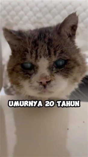 This is what a very old cat looks like 🙀