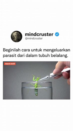 Cacing Parasit Chordodes Formosanus di Tubuh Belalang Sembah: Proses dan Dampaknya