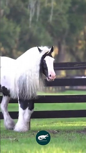 Irish Cob Horse 🐴🍀. The Gentle Feathered Powerhouse