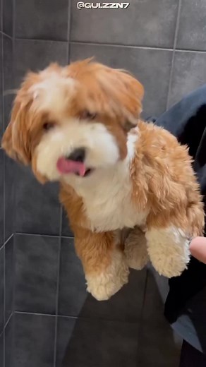 Cachorro Havanese: Amor em Forma de Pet