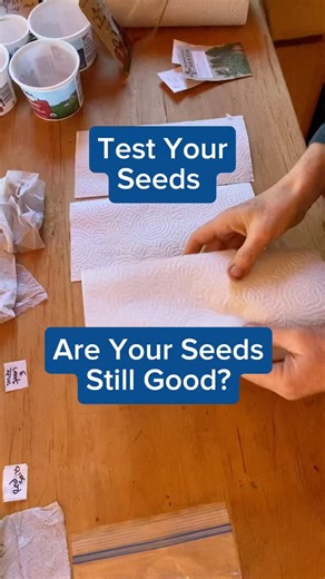 Are your seeds still good? Do a simple germination test at home. FREE resources below. #seeds #plant