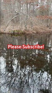 Shell Cracker! #fishing #outdoors #freshwater #freshwaterfish #bream #bluegill