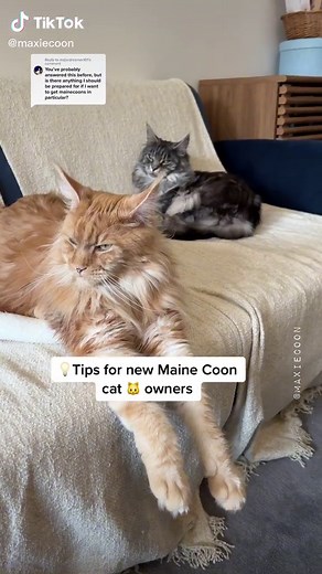 Maine Coon Cat Care: Tips, Facts, and More