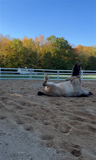 1.3K views · 22 reactions | Murphy acting like the giant puppy dog that he is.. He says, “Where’s my belly rub?” Do they get much cuter?  | Fieldstone Farm | Facebook