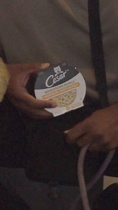 Luna The Mini Cockapoo on Instagram: "#AD Summer is such a fun time for Luna and I because we get to spend so much time outside together. We love our daily walk and having fun at the park for some much-needed exercise and sunshine, and she LOVES @cesarcuisine Wholesome Bowls for a quick lunch break🐾 #CESARLoveThemBack"