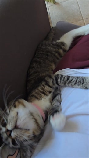 Piper If you are wanting a purring lap kitty, piper is the girl for you. Sweet and gentle, also shy. Message me if you are interested in meeting her and adopting her and giving her the loving home she deserves. | Hawaii Cat Foundation