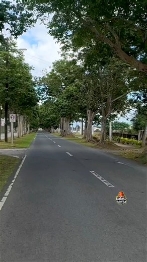 Pili Drive is one of the most iconic and scenic roads within the University of the Philippines Los Baños (UPLB) campus in Laguna. It is a long, panoramic stretch lined with mature Pili trees (Canarium ovatum) that connects the main university campus to the International Rice Research Institute (IRRI). Key Features and Recent Updates Scenic & Historic: Often cited as one of the most beautiful spots in UPLB, it offers a clear view of Mount Makiling in the distance. Pili Drive Legacy Project: Launc