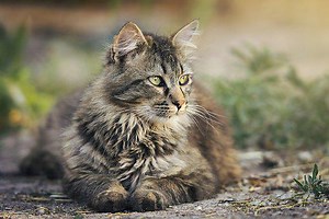Diarrhea In Cats: Symptome And Therapy