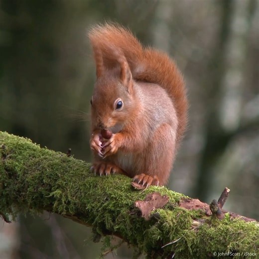 A red squirrel tucking into a nutty snack! 🐿️ Have you spotted any red squirrels or signs of their presence? | WWF Scotland