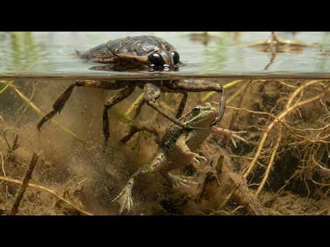 Micro Monsters | Deadly Insects and Hidden Battles of the Rainforest