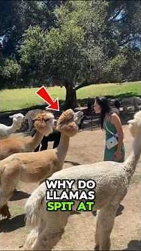 Why Do Llamas Spit? The Truth Behind the Salty Spit! 🦙💦#LlamaFacts #Animal #WildByte #LlamaSpitting
