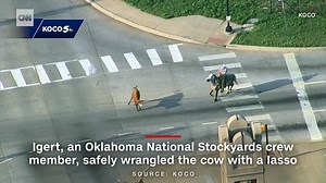 65K views · 529 reactions | Commuters on an interstate in Oklahoma City were treated to a free rodeo show when a cowboy had to lasso a loose cow during morning traffic. https://cnn.it/3NRqfpi | CNN | Facebook