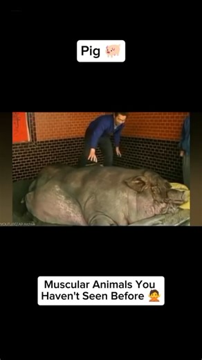 Muscular Pig? Muscular Giraffe? Yes
