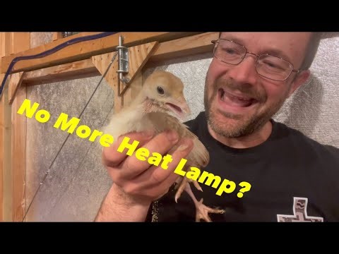 When to Transition Chicks From the Brooder?