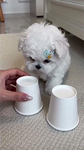 Bichon frise Teacup