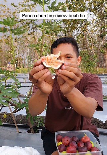 Panen Daun Tin dan Review Buah Tin Segar