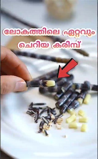 ലോകത്തിലെ ഏറ്റവും ചെറിയ കരിമ്പ്!!😱 #telescopy #miniblacksugarcane