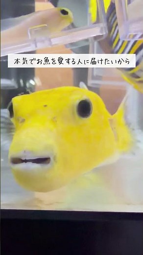 田舎の海水魚通販店が世界初の「蔵×アクアリウム」を作る話⑪｜人口4000人以下の町で田舎暮らし