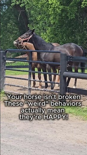 5 Ways To Tell If Your Horse Is Happy