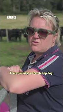 “Like a pack of dogs… There’s always a top female cow.” #ThisFarmingLifeS8 #ThisFarmingLife