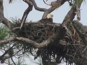 One Big Adventure on The Fred Marquis Pinellas Trail