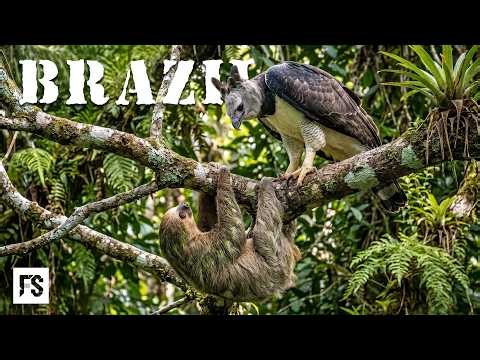 WILD BRAZIL | Adapt or Disappear in the Most Dangerous Jungle on the Planet | Full Documentary