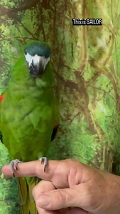169 reactions · 32 comments | There is a giant personality inside this tiny Hahn’s macaw! Sailor is an adorable member of our flock looking for the right family to love her. If you have parrot experience and are interested, please go to our website and read about our adoption process. #wingsoflovebirdhaven #hahnsmacaw #sailor #ahchoo #prettywings #parrots | Wings of Love Bird Haven, Inc. | Facebook