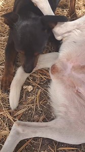 #podincos #jackrussell #chien #chiendechasse #chiendamour #doglovre #tiktok #chawchaw #challenge #pinscher #bichon #bulldogfrances ❤️❤️ | kapitcho