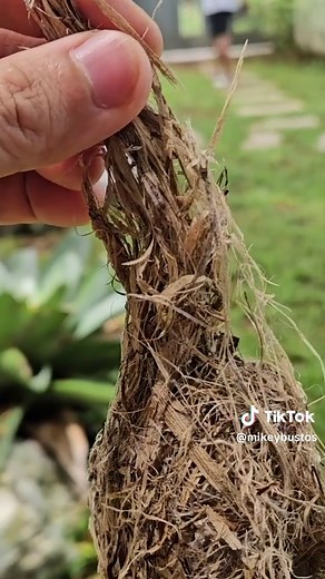 Exploring a Bird's Nest with Chirping Babies | Mikey Bustos Vlogs