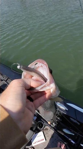 Berkley Lab Series Minnow in ACTION!