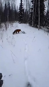7.9M views · 53K reactions | "Fox & White Owl Rescue ❄️力黎 | Snowy Forest POV Story #AnimalRescue #Wildlife #4K #HeartwarmingMoments | Humanity for Animals | Facebook