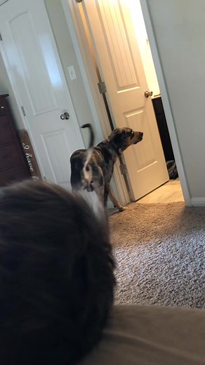 51K views · 2.9K reactions | I guess Colt doesn’t like being mocked  | Colt Blue | Facebook