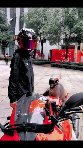 motorcycle cat🥰#cat #fyp #cutecat #cutecatvideo #motocycle #catsoftiktok