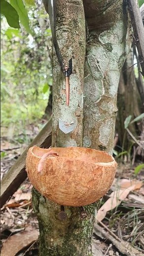 how to tap trees, trees, trees you can tap, maple trees, harvesting sap, sap harvesting, maple sap