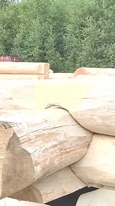 #buildingahouse #buildingatreehouse #building #builder #build #bushcraft #bushcraftshelter #shelter #camp #camping #survivalskills #survival #outdoors #fyp #viralvideo # #foryou #viral | Bush Craft