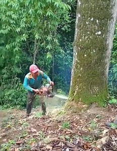 Amazing skill cutting down tree | Making Video