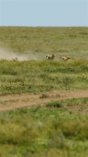 Back to Eden Adventures: Your Safari & Kilimanjaro Experts | Something made the chase stop A cheetah can end a chase in seconds not because it failed, but because it calculated the cost in the middle... | Instagram