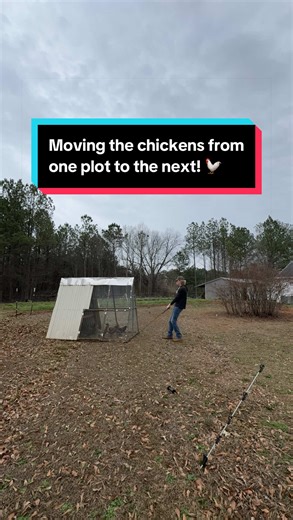 Moving Chickens for Fertilization and Egg Production