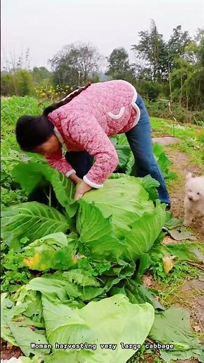 Woman harvesting very large cabbage || How to ||