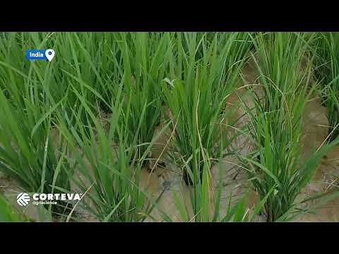 Stem borer damage symptoms (dead heart) during vegetative stage of rice