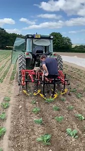 6.7M views · 9.3K reactions | Early morning start for Mr Viggers and Adam who are busy hoeing out the weeds to keep our veg weed free and allowing them to grow heathy  ☀️The sunny weather is good for frazzleing up the weeds once cultivated between the crop rows - keeping our crops big and strong  復凌 #vegetables #farmers #farmlife #farming #veggies | Strawberry Fields Farm Shop | Facebook