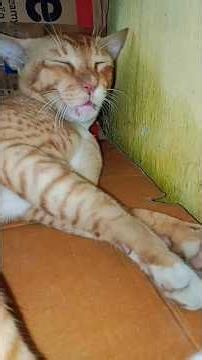 😴 Sleepy Ginger Cat Melts Hearts 🐱❤️ | Cutest Cat Nap Ever! #shorts