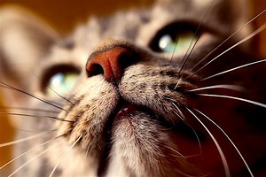 Why Does My Cat Have a Crusty Chin? (It Could Be Feline Acne.) - Petful