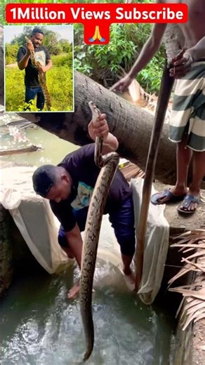 Indian Rock Python Rescue Snake #rockpython #rescuesnake