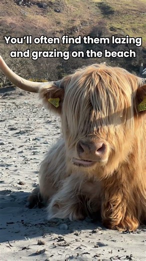 Is this the coo-lest beach in Scotland?