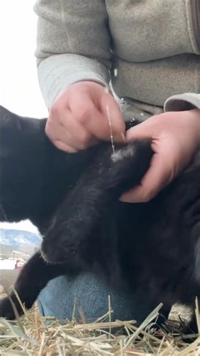 cat abscess * viewer discretion * 🤢🤮