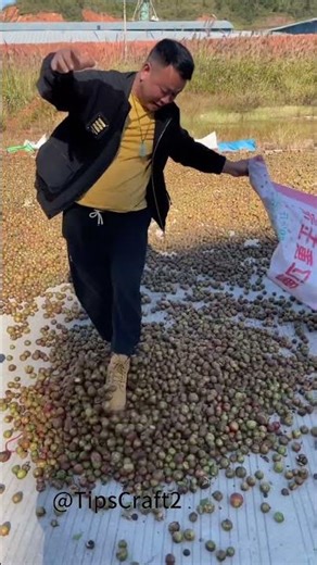 🍃 The camellia fruits are air-dried and then pressed to extract a rich, fragrant oil.