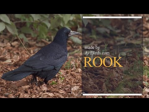 Rook [Corvus Frugilegus]